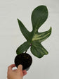 B Ware Plants / sad plants part 2
