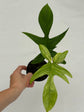 B Ware Plants / sad plants part 2