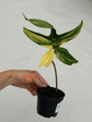 B Ware Plants / sad plants part 2