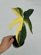 B Ware Plants / sad plants part 2