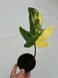 B Ware Plants / sad plants part 2