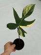 B Ware Plants / sad plants part 2