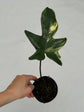 B Ware Plants / sad plants part 2