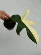 B Ware Plants / sad plants part 2