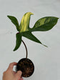 B Ware Plants / sad plants part 2