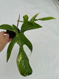 B Ware Plants / sad plants part 2