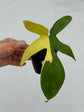 B Ware Plants / sad plants part 2
