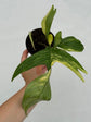 B Ware Plants / sad plants part 2