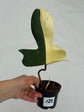 B Ware Plants / sad plants part 2