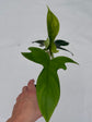 B Ware Plants / sad plants part 2