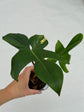B Ware Plants / sad plants part 2