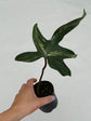 B Ware Plants / sad plants part 2