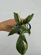 B Ware Plants / sad plants part 2