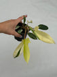 B Ware Plants / sad plants part 2
