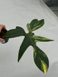 B Ware Plants / sad plants part 2