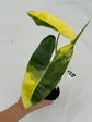 B Ware Plants / sad plants part 2