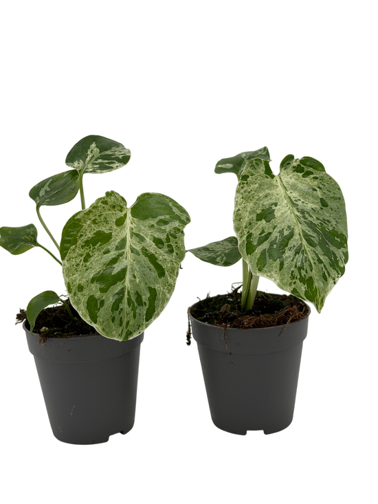 Monstera Bulbasaur Variegata