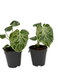 Monstera Bulbasaur Variegata