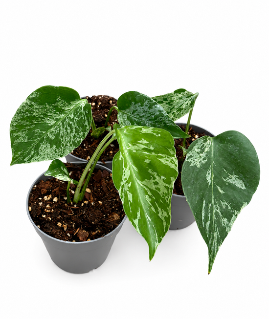 Monstera Bulbasaur Variegata
