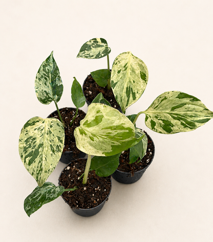 Monstera Bulbasaur Variegata