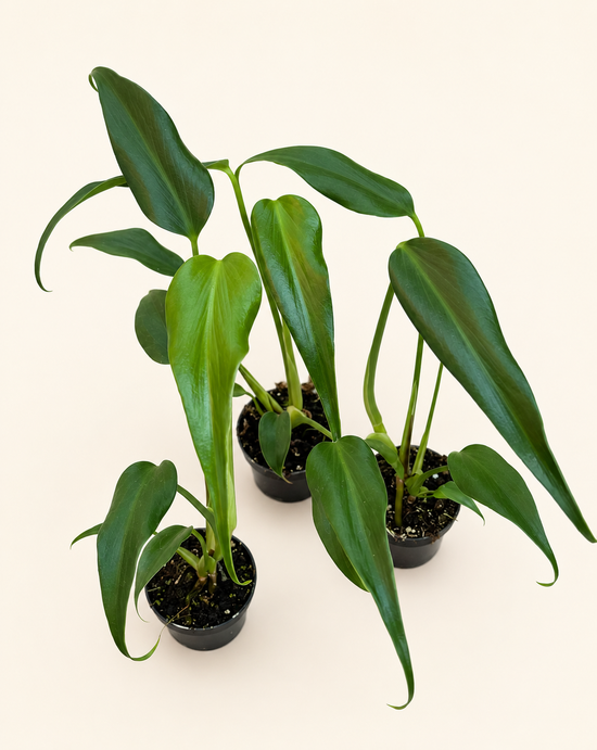 Monstera Burle Marx Flame