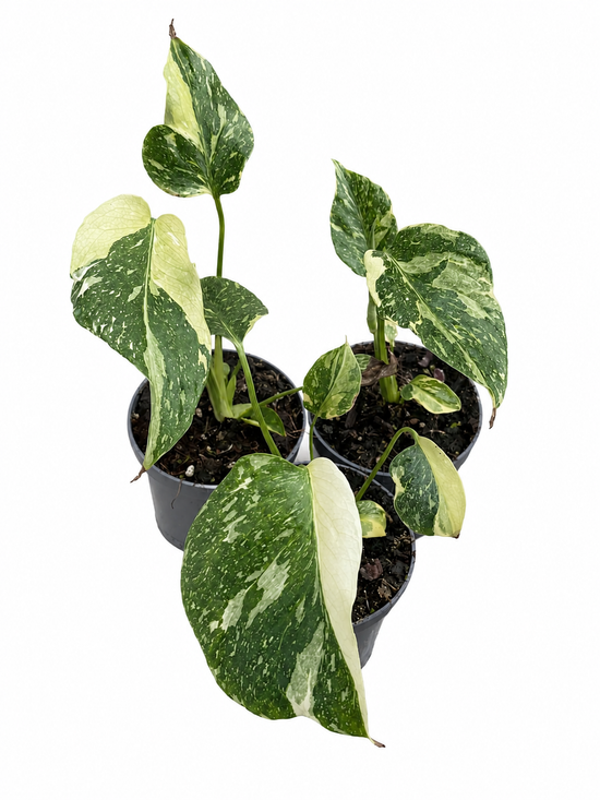 Monstera Deliciosa Electrolyte