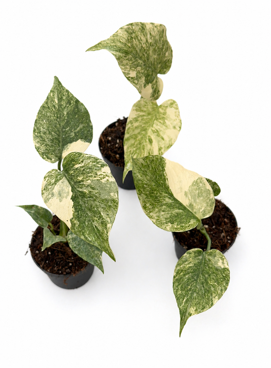 Monstera Green Snow