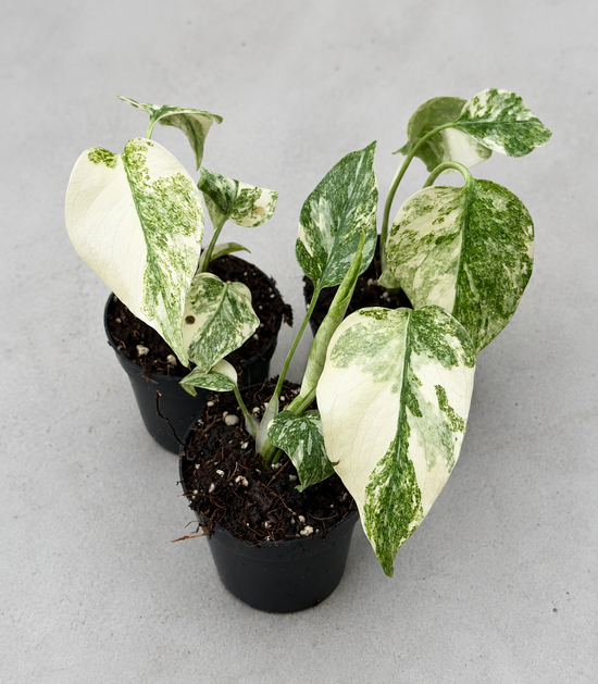 Monstera Legacy