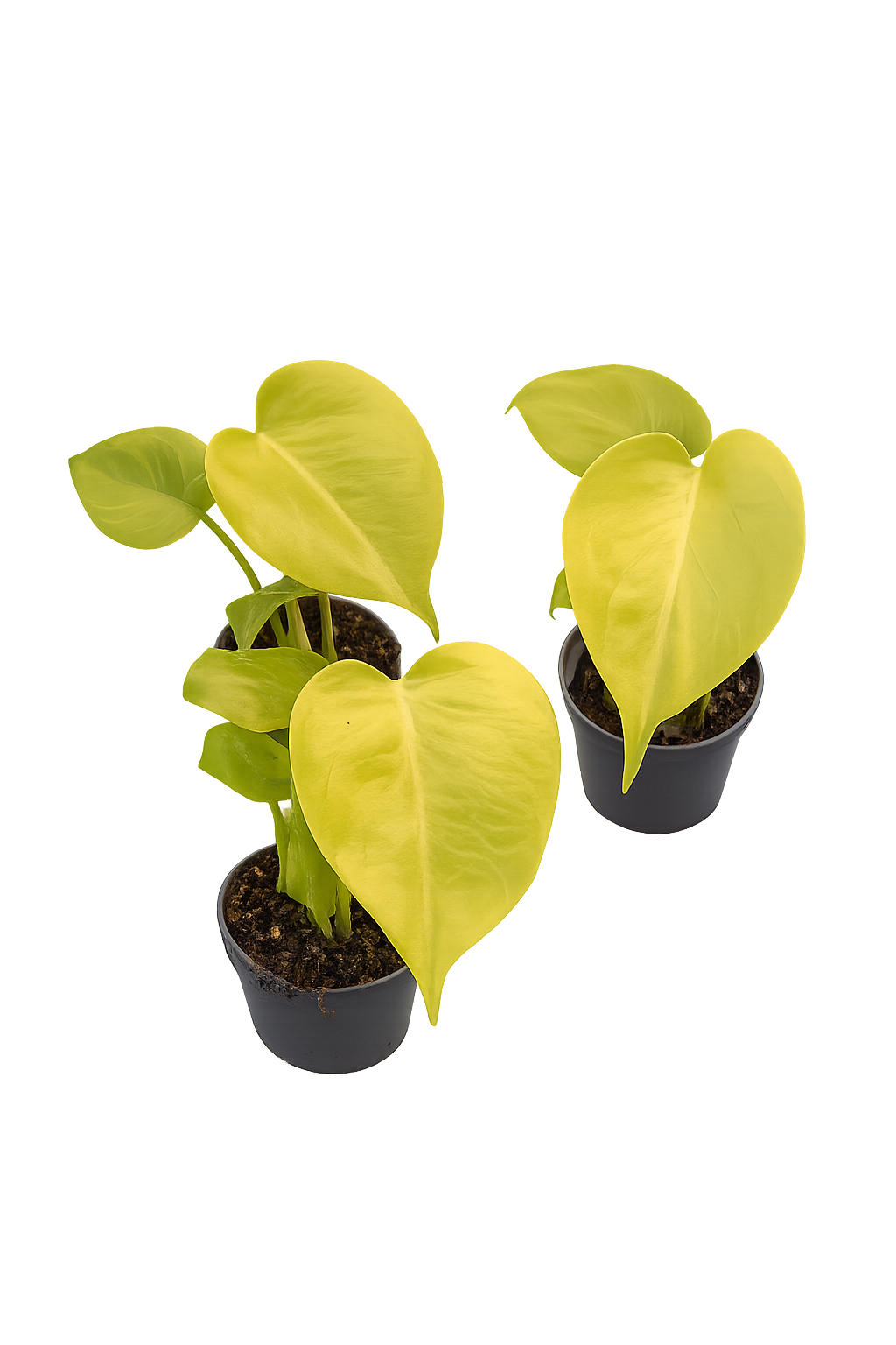 Monstera Lemon Lime