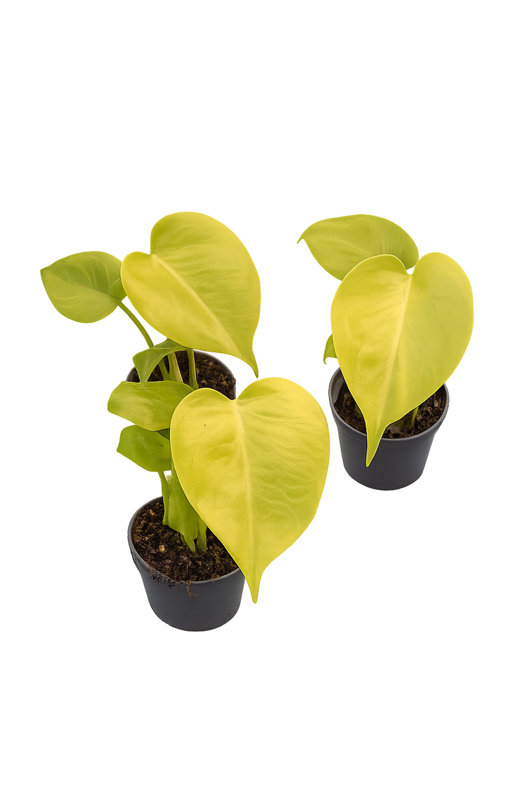 Monstera Lemon Lime