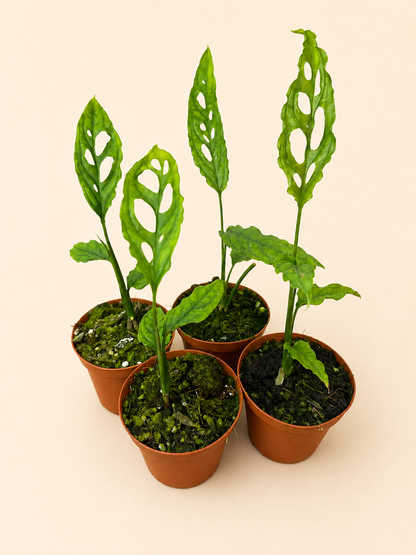 Monstera Obliqua Peru
