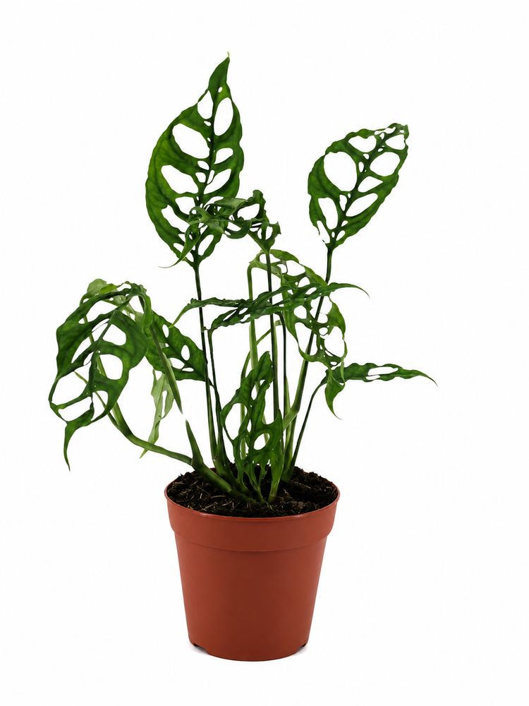 Monstera_Obliquae_Peru