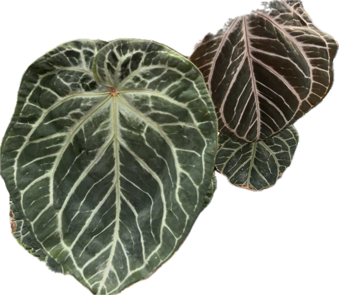 Anthurium SKG x Papilillaminum Variegated