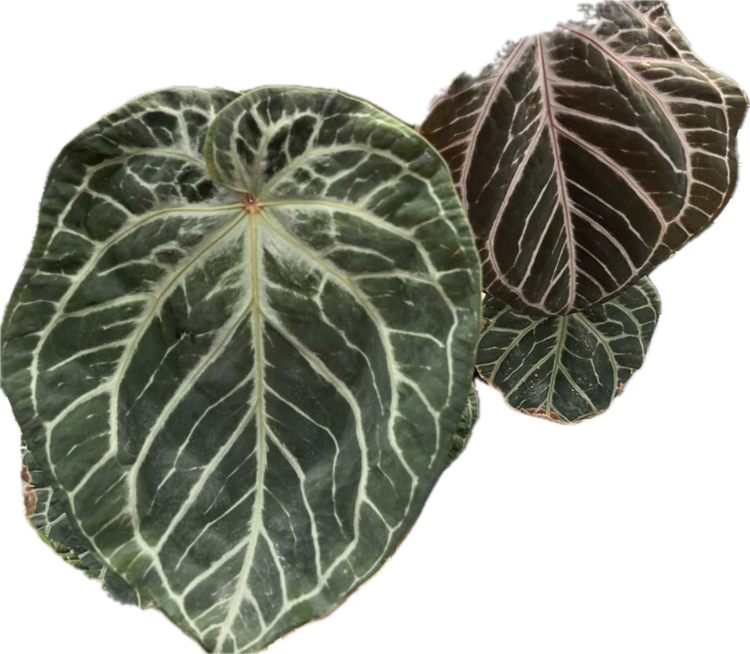 Anthurium SKG x Papilillaminum Variegated