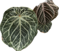Anthurium SKG x Papilillaminum Variegated
