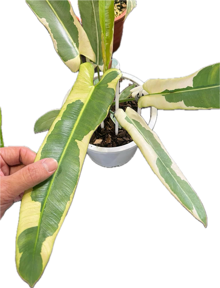 Philodendron Atabapoense Variegata