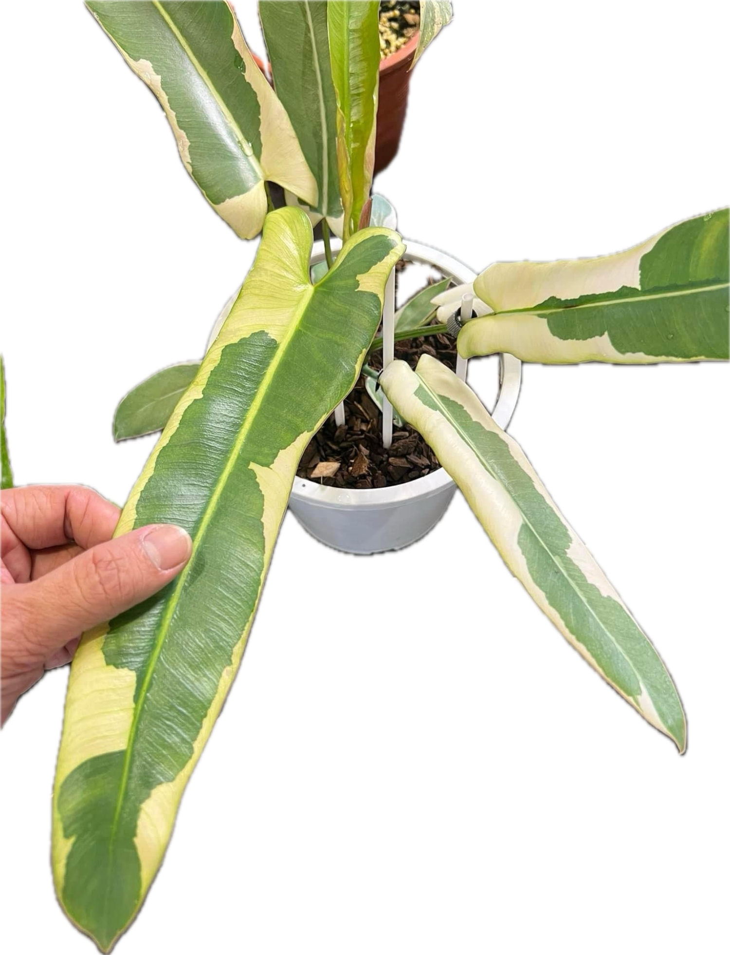 philodendron atabapoense variegata Philodendron Atabapoense Variegata
