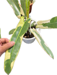Philodendron Atabapoense Variegata