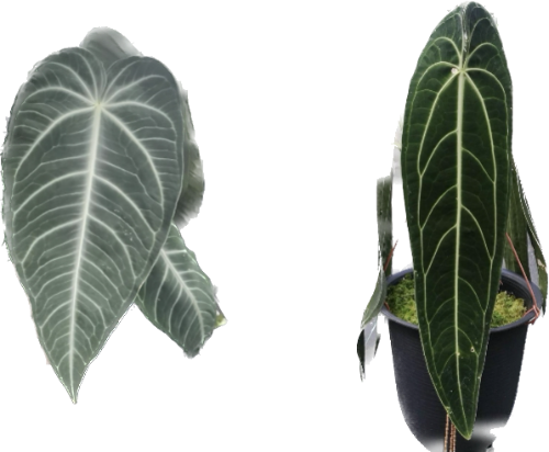 Anthurium Villenaorum x Warocqueanum Dark Form (No.32)