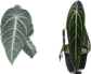 Anthurium Villenaorum x Warocqueanum Dark Form (No.32)