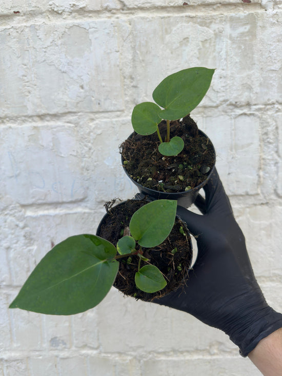 Anthurium Ace of Spades "Tezula" x Black Velvet Mr. Red