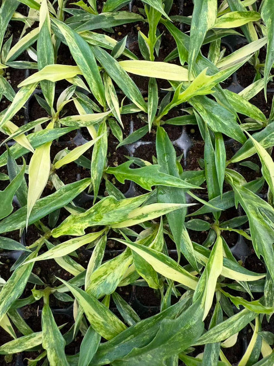 Philodendron Tortum Variegata