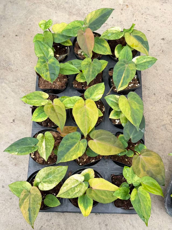 Anthurium Red Vein Dark Phoenix Variegata