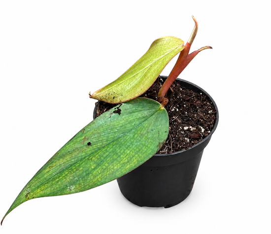 Philodendron Burle Marx Fantasie mit zwei Blättern