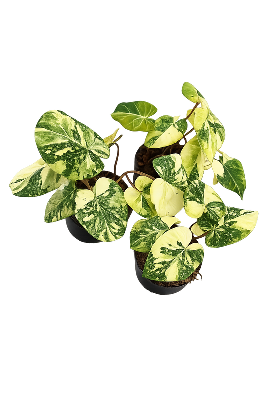 Philodendron Gloriosum Variegata "Tricolor" Large