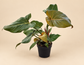 Philodendron Summer Glory in einem Topf vor cremefarbenen Hintergrund