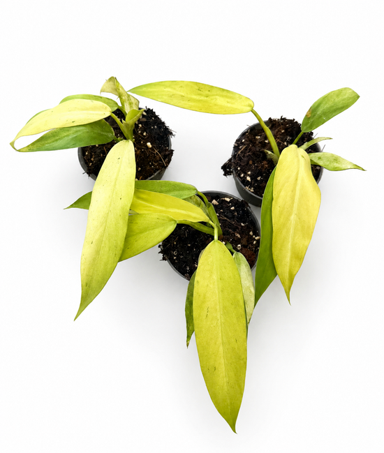 Philodendron Whipple Way