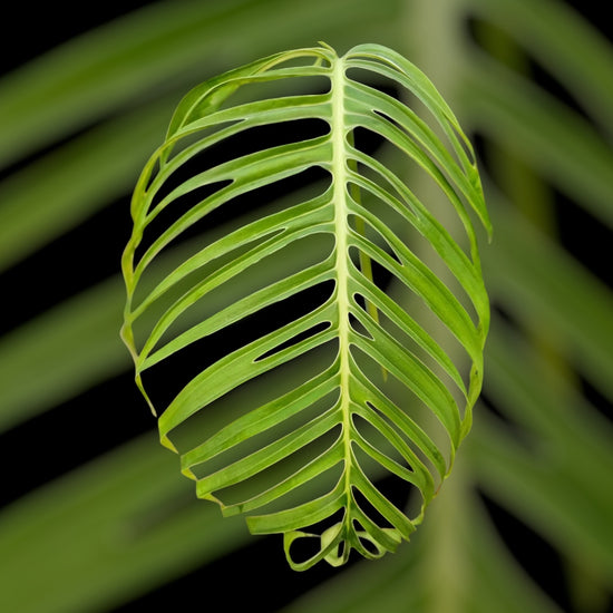 Monstera Croatii