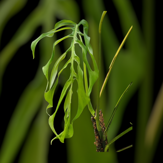Monstera obliqua “Filamentous”