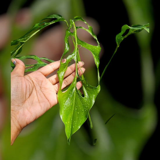 Monstera obliqua “Yasuní” *Real Form*